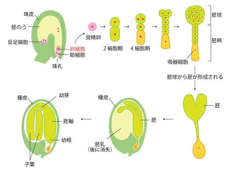 子房 成長